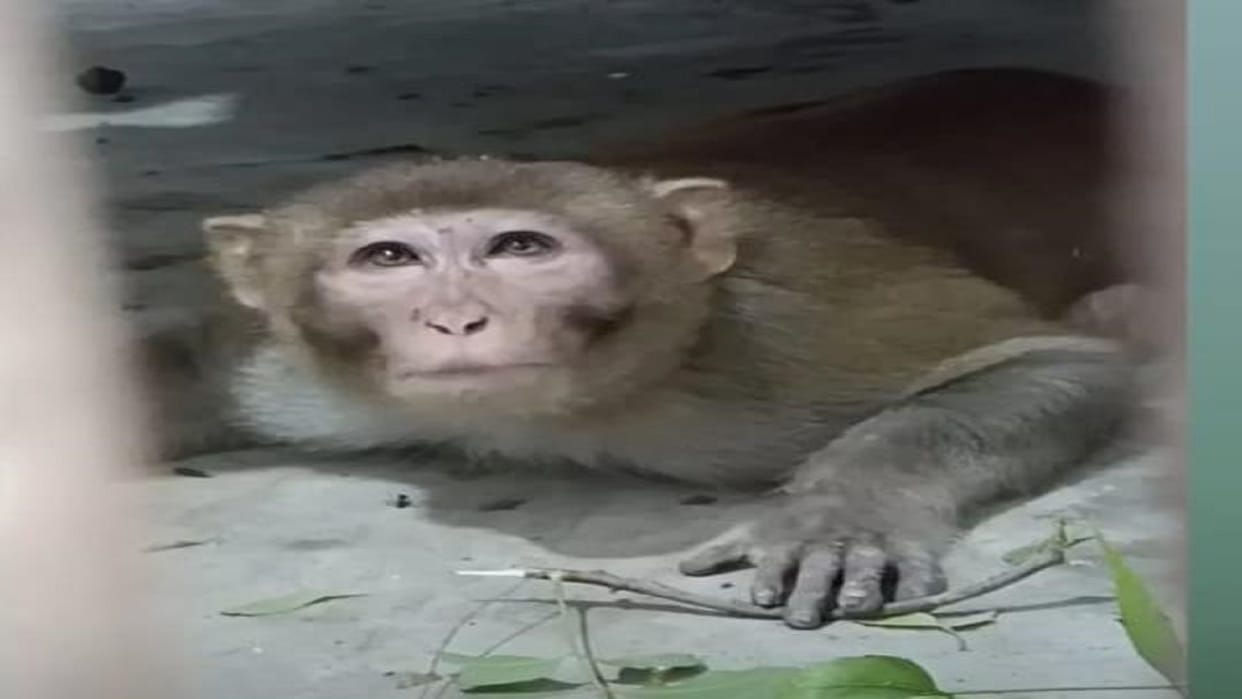 youth death In Monkeys Attack in Mathura