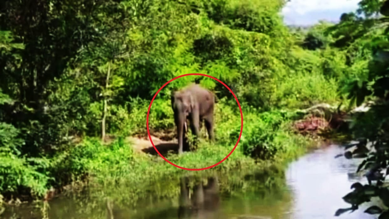 Sick wild elephant stranded in water body TN Kerala foresters lock horns over treatment