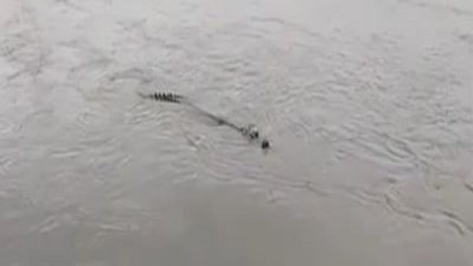 Crocodile in Yamuna Mathura police gave warning to people