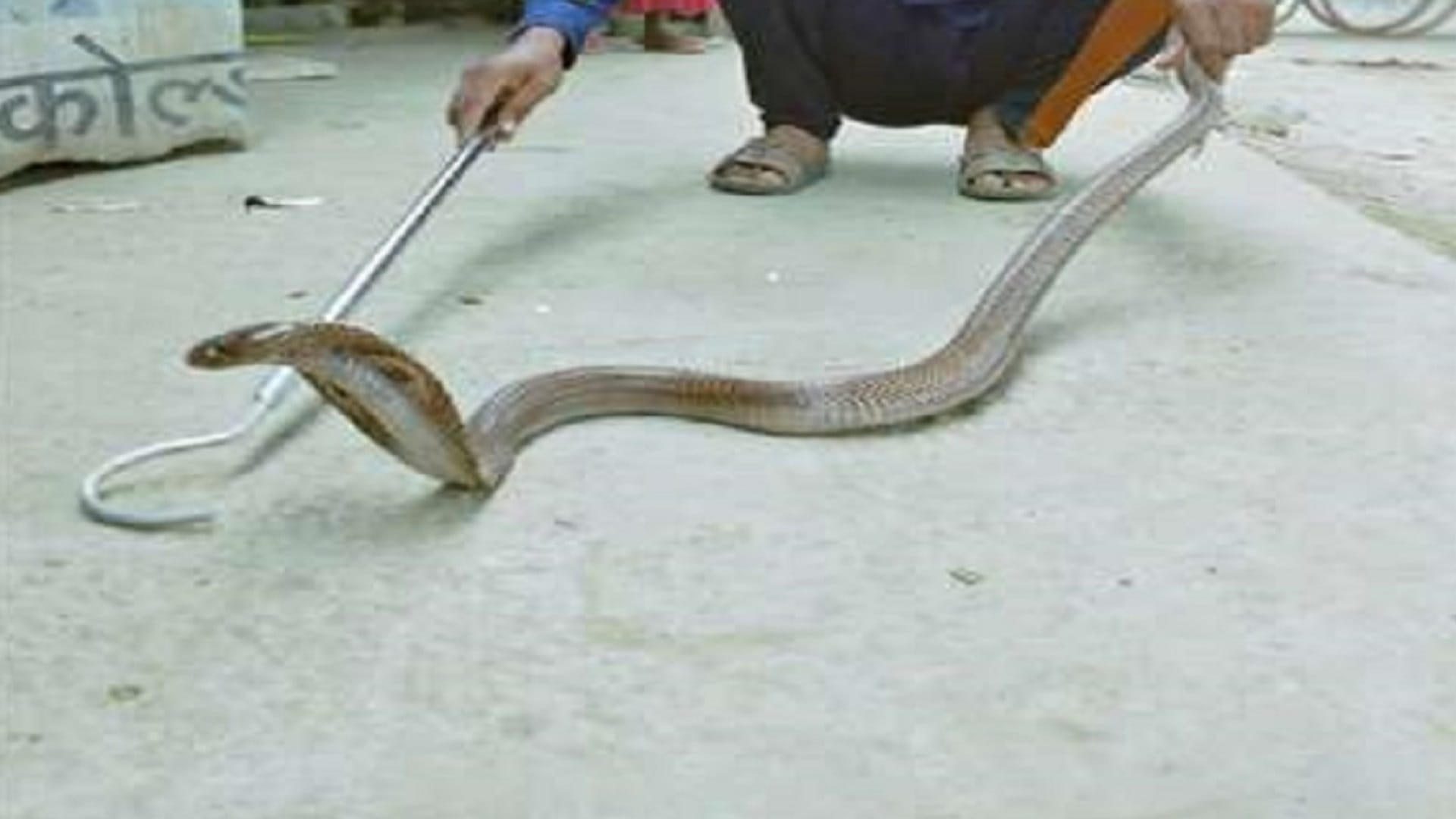 snake live in winter season interesting story