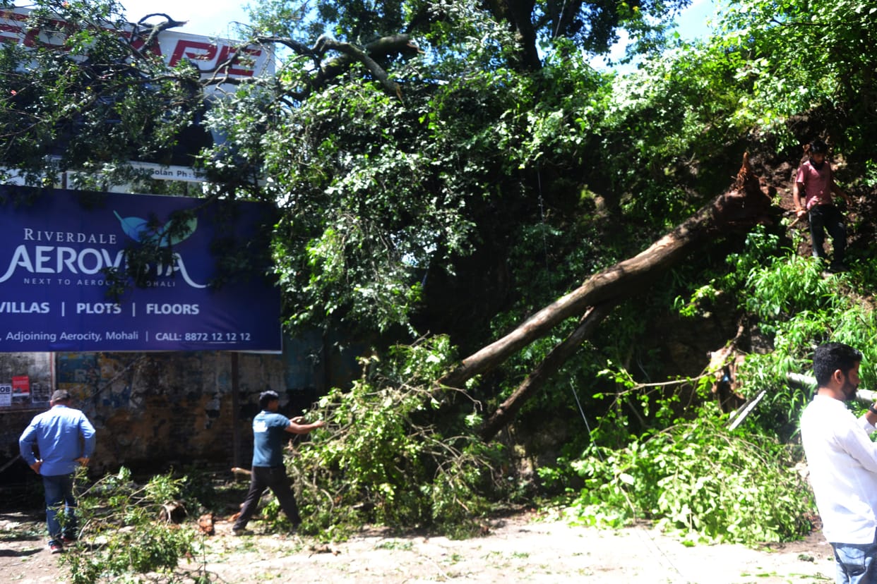 Tree branches fell on auto
