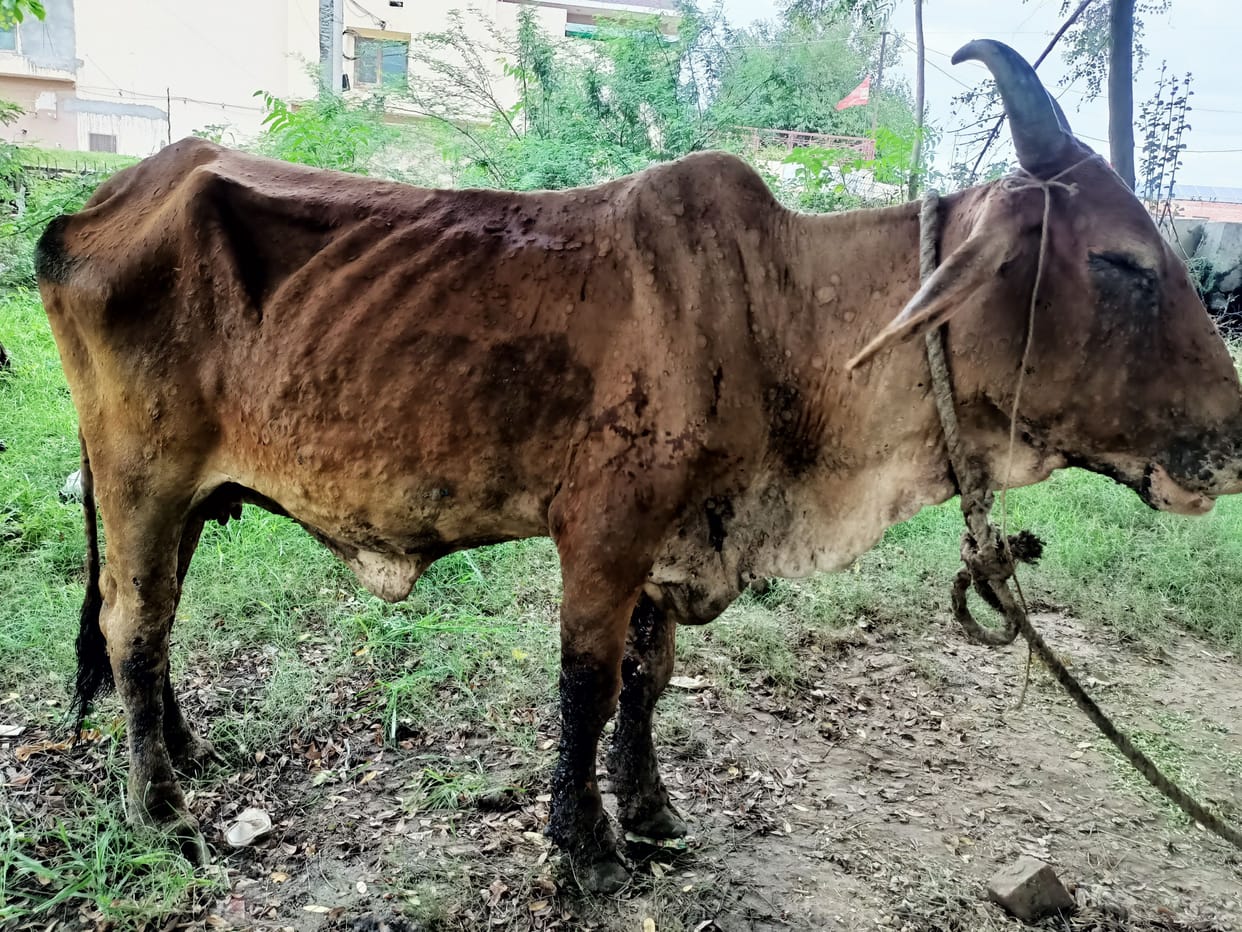 Lumpy pox vaccine expected to reach today, so far 61 animals have died in the district