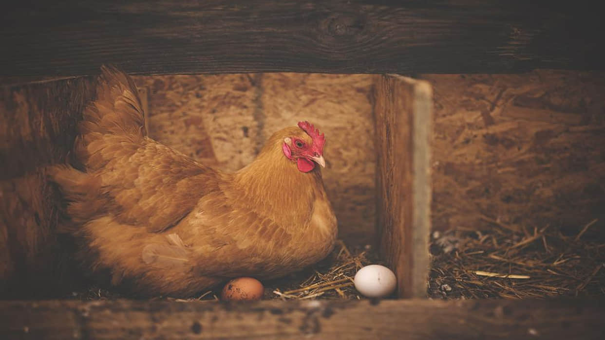 single an egg from chicken could sell for almost 50 thousand know the special things