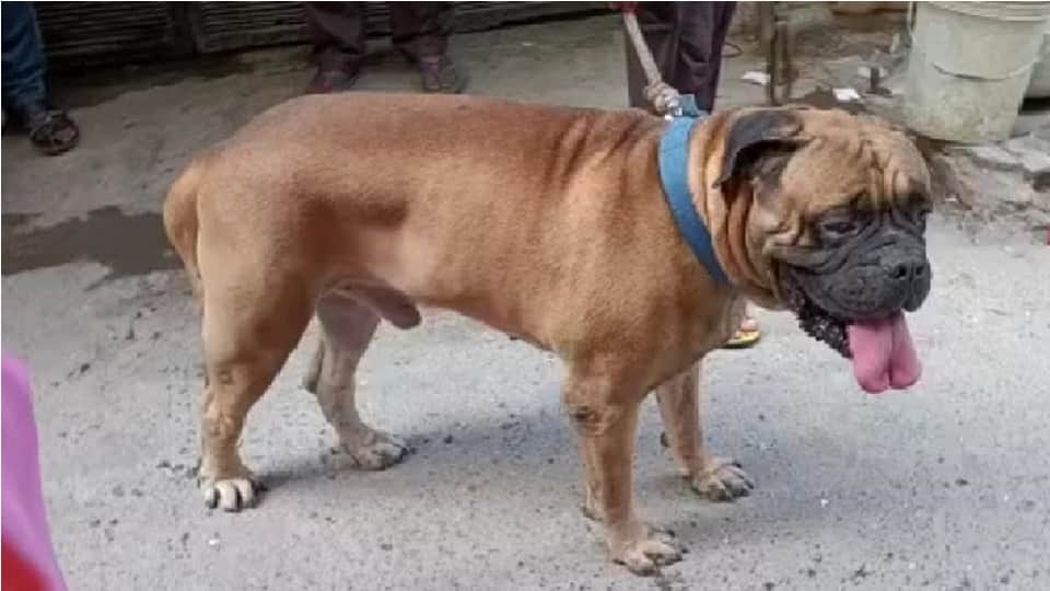 Mother in law and Daughter in law murdered with a knife in Welcome area of North East Delhi