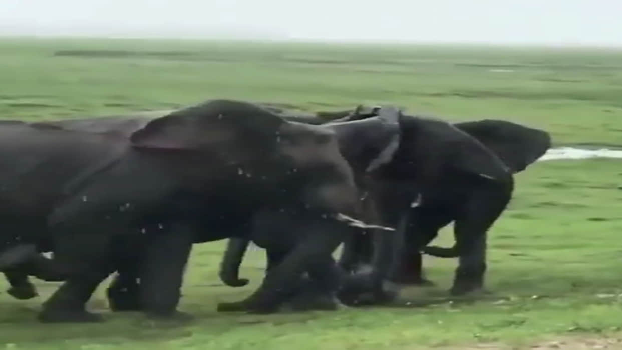 Elephant Video elephant gives birth a baby elephant group celebrate video goes viral