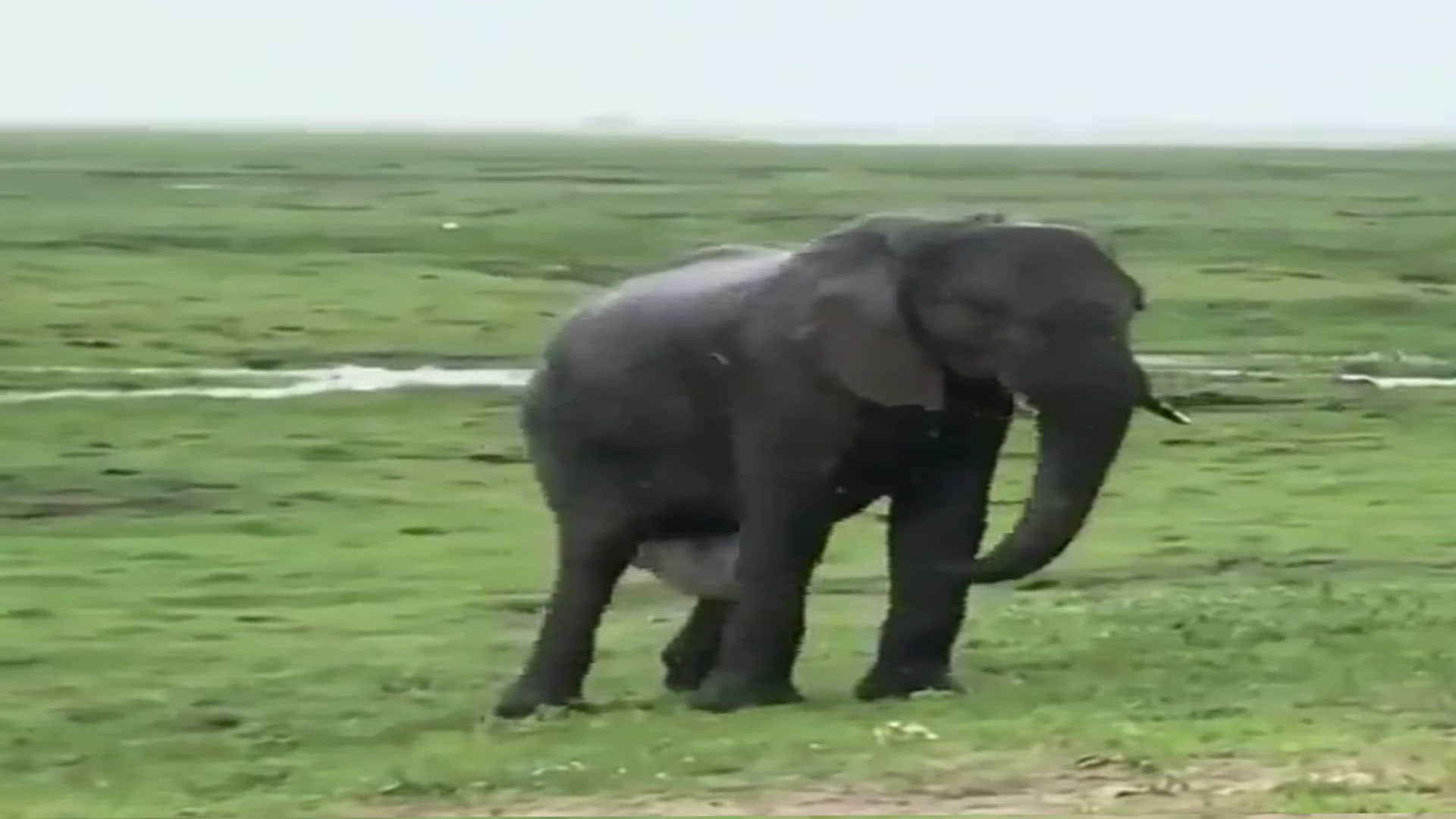 Elephant Video elephant gives birth a baby elephant group celebrate video goes viral
