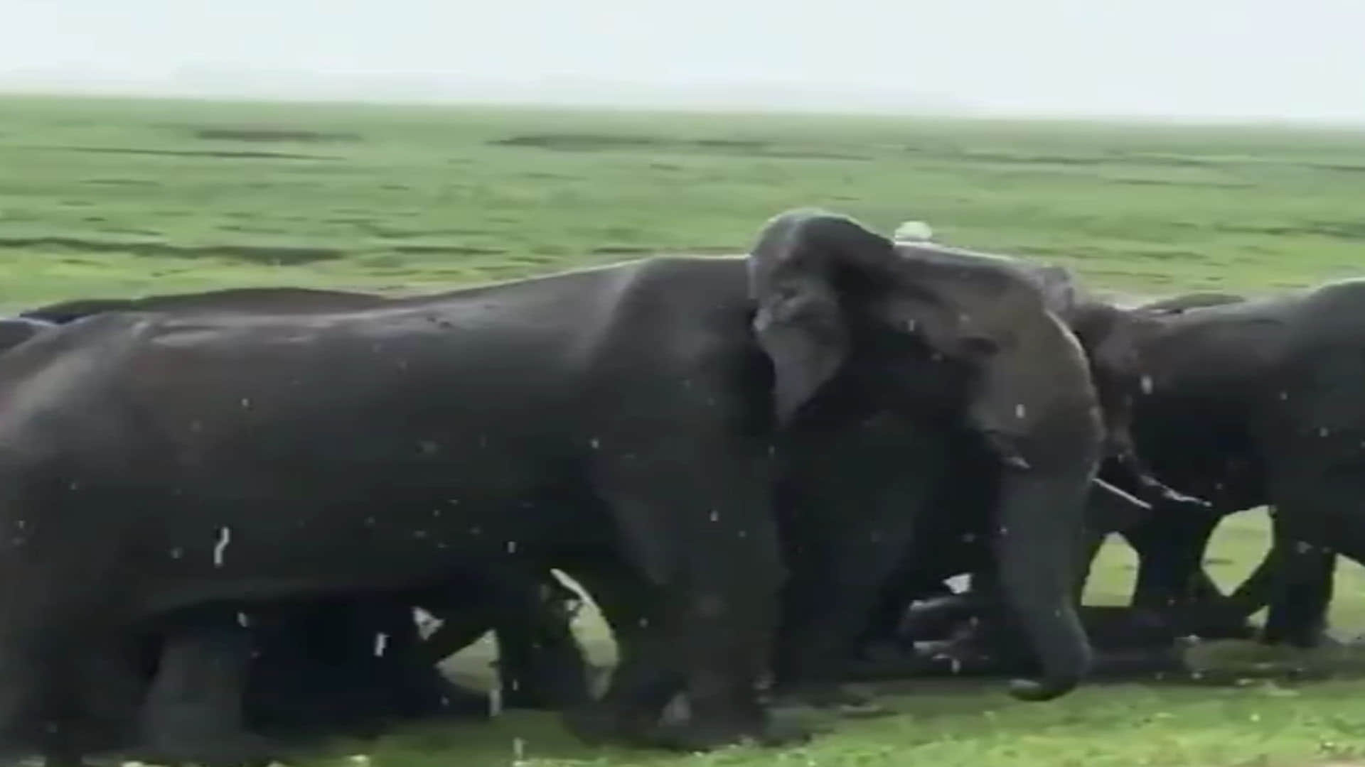Elephant Video elephant gives birth a baby elephant group celebrate video goes viral