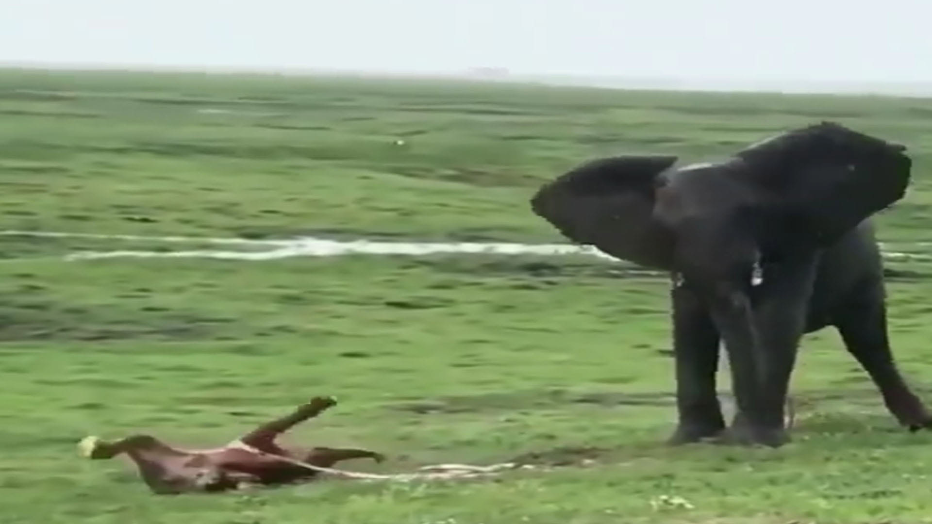 Elephant Video elephant gives birth a baby elephant group celebrate video goes viral