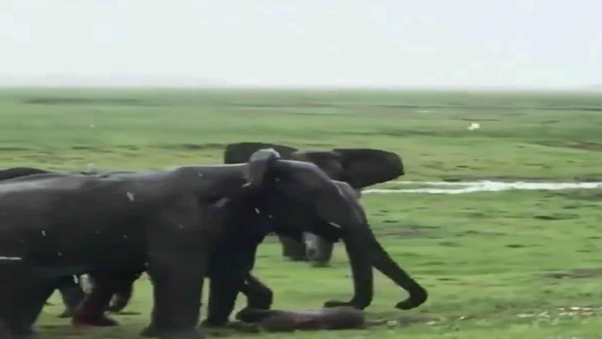 Elephant Video elephant gives birth a baby elephant group celebrate video goes viral
