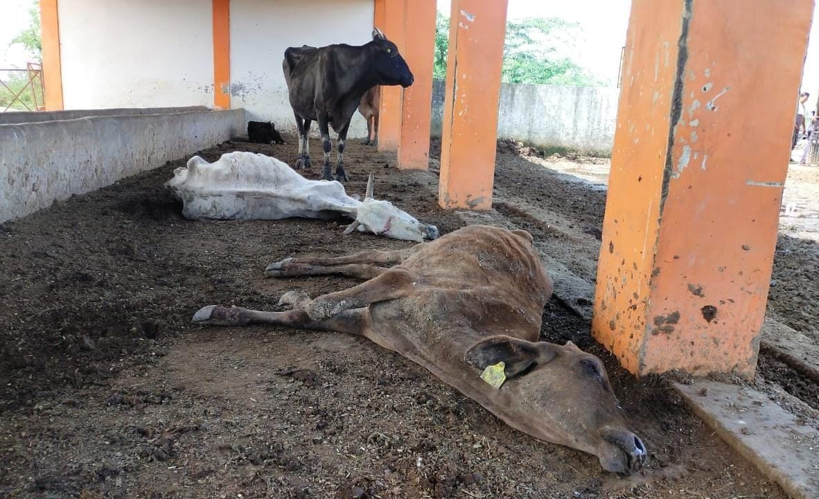 The cows dying of hunger in the big cowshed