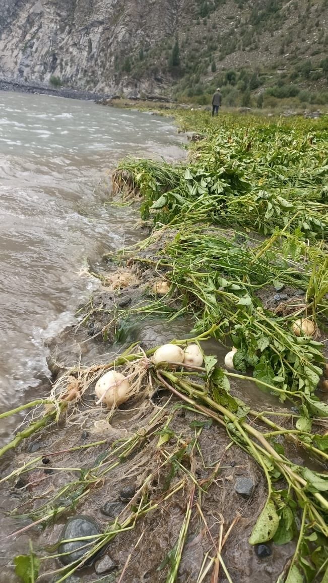 Flood in Jahlma nala, 80 percent of potato crop was lost