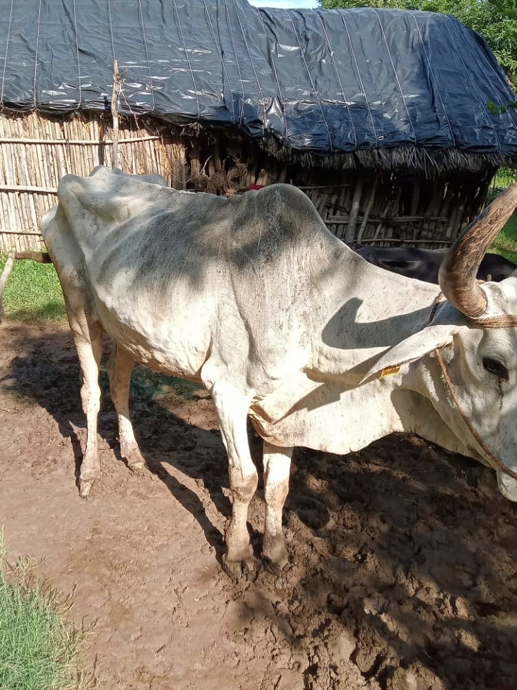 900 pet animals are effected with lumpy skin diseses in sirmaur district