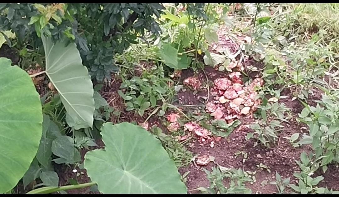 bear ruined pomegrenet crop in kullu chebri