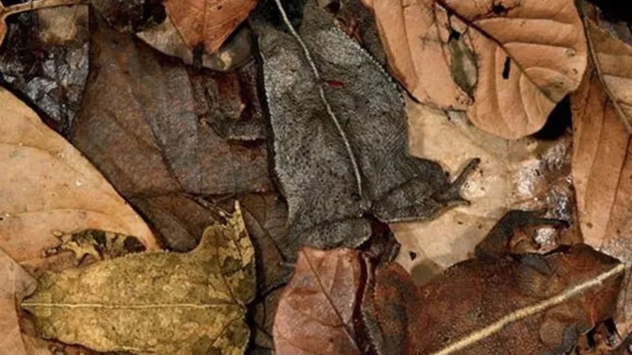 optical illusion can you find creatures in this pics