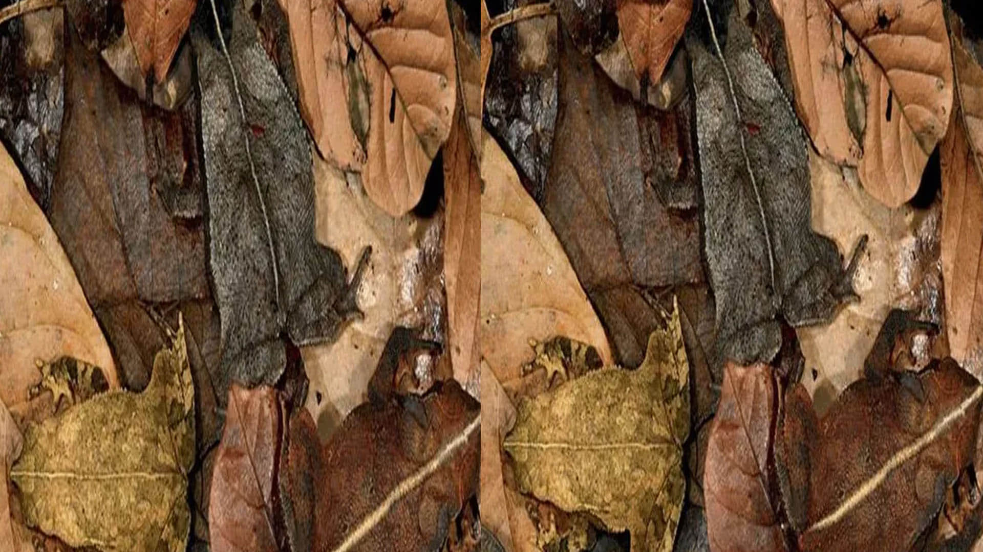 optical illusion can you find creatures in this pics