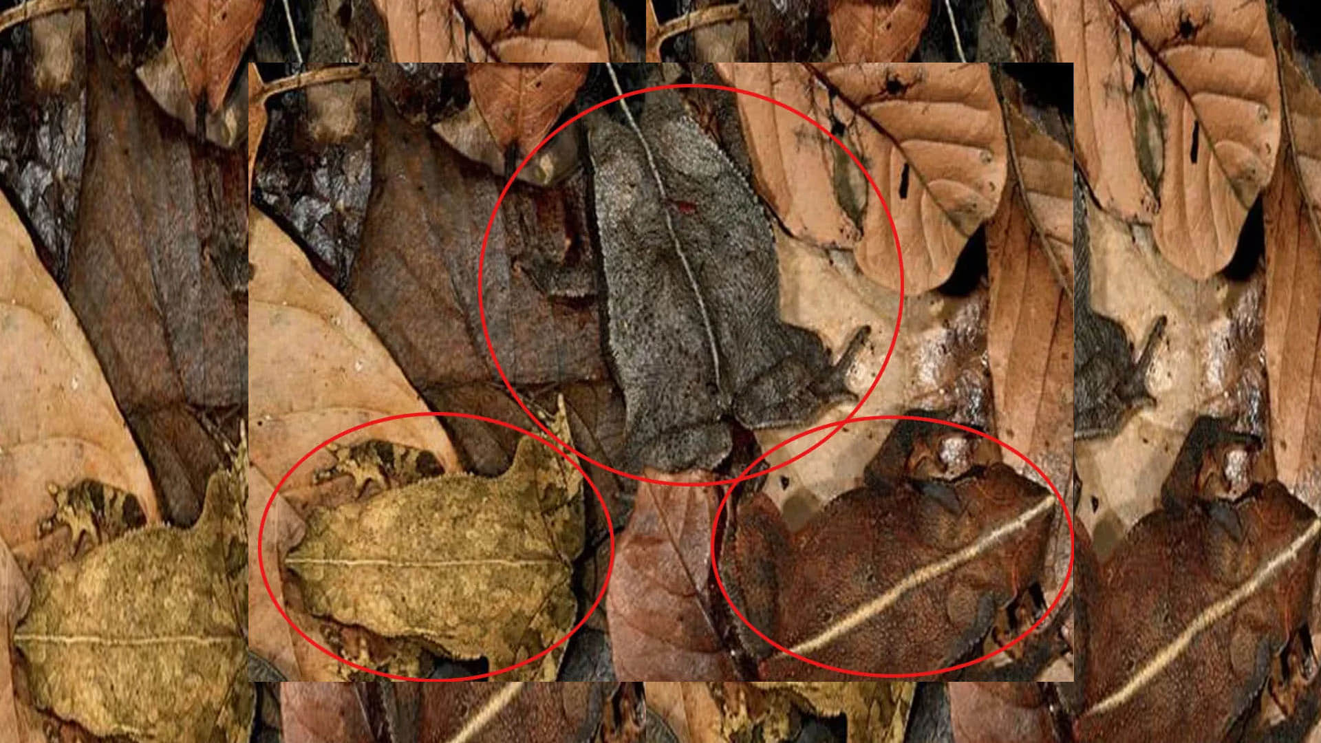 optical illusion can you find creatures in this pics