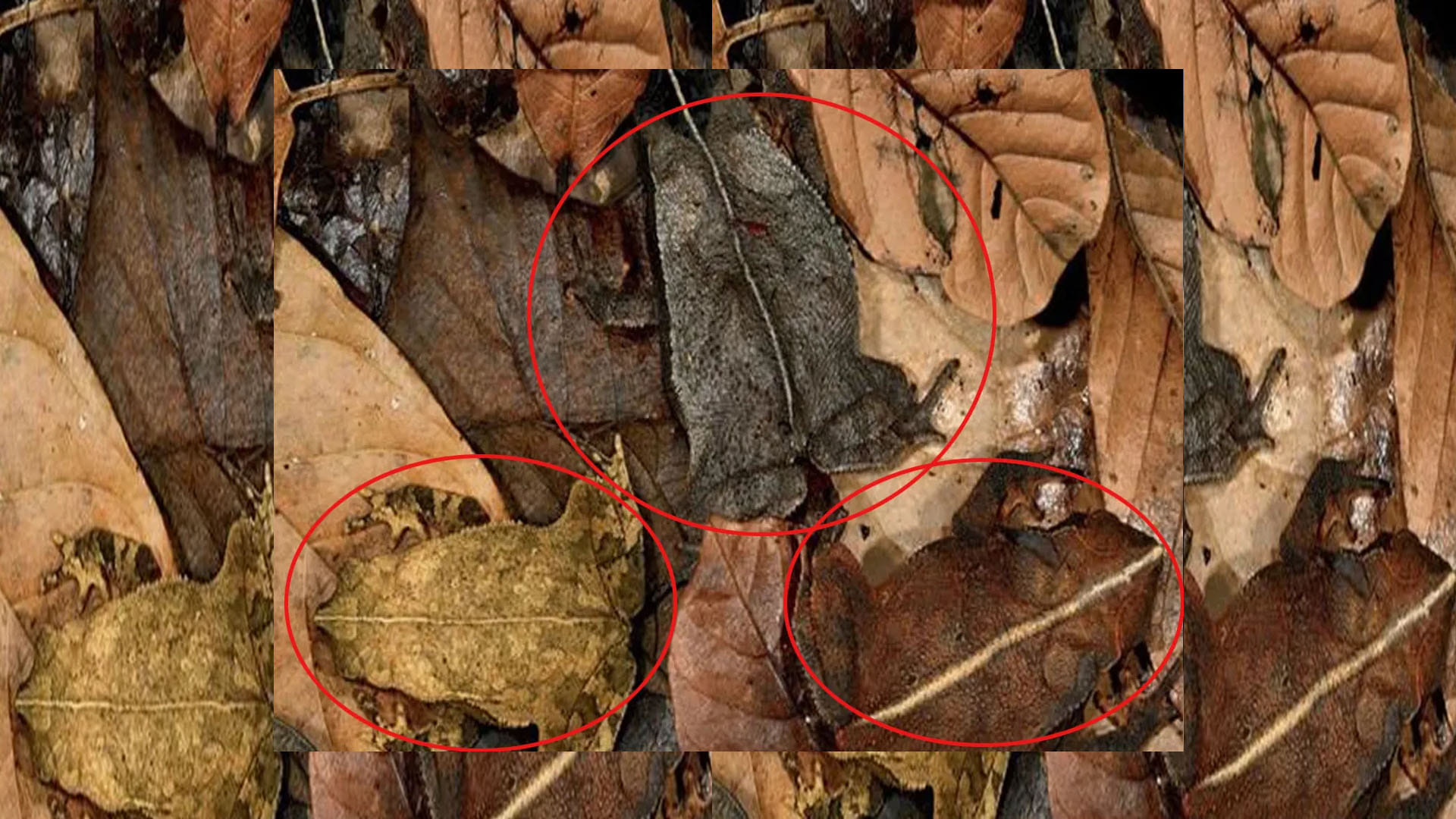 optical illusion can you find creatures in this pics