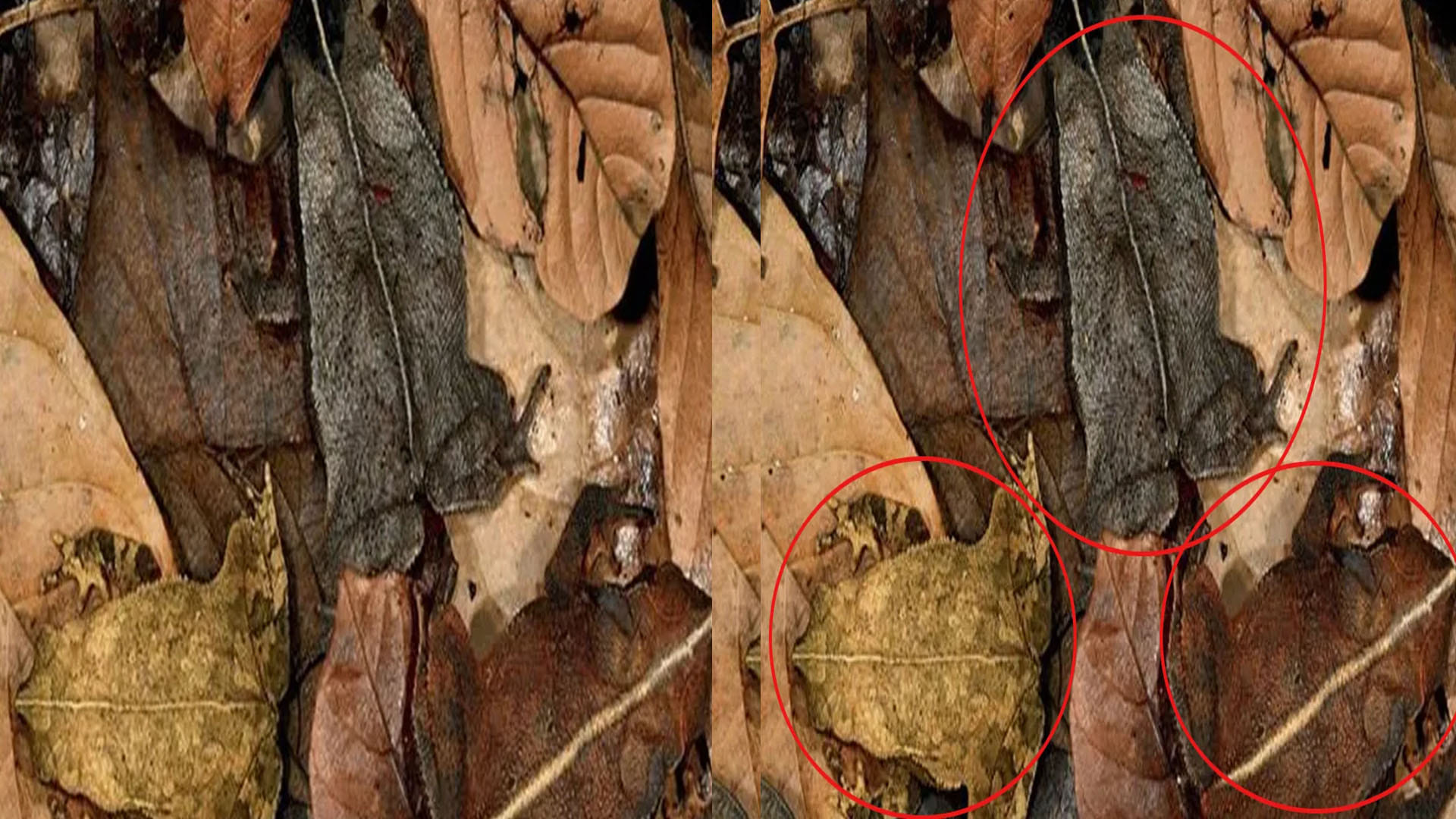 optical illusion can you find creatures in this pics