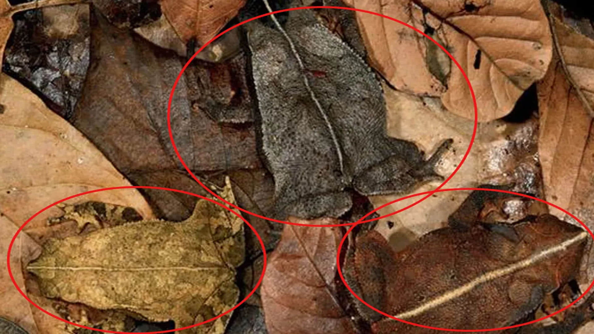 optical illusion can you find creatures in this pics