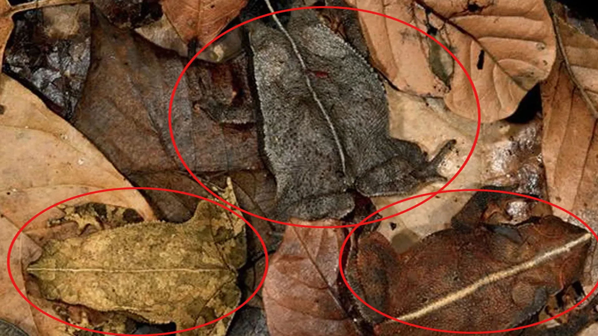 optical illusion can you find creatures in this pics