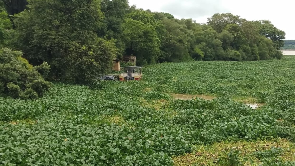 operation of the boat stop due to increase of water hyacinth in the Sakhya sagar lake in Madhav National Park