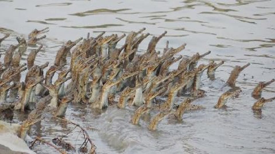 chambal river in rough form near danger mark bah agra news