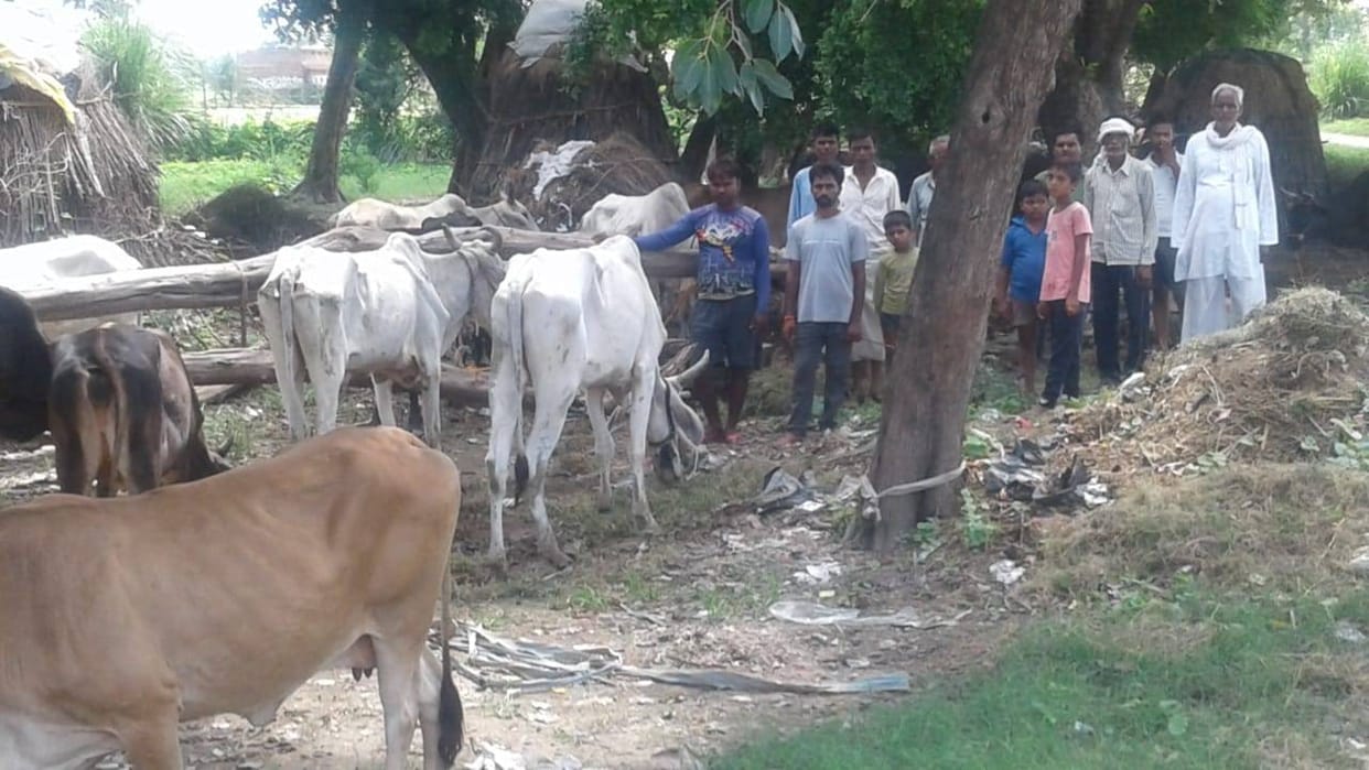 Farmers upset due to crop failure tied cattle outside the school