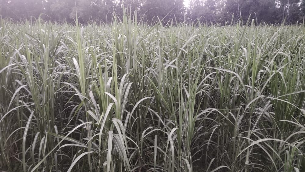 Clouds dry, diseases surrounded sugarcane, production will be affected