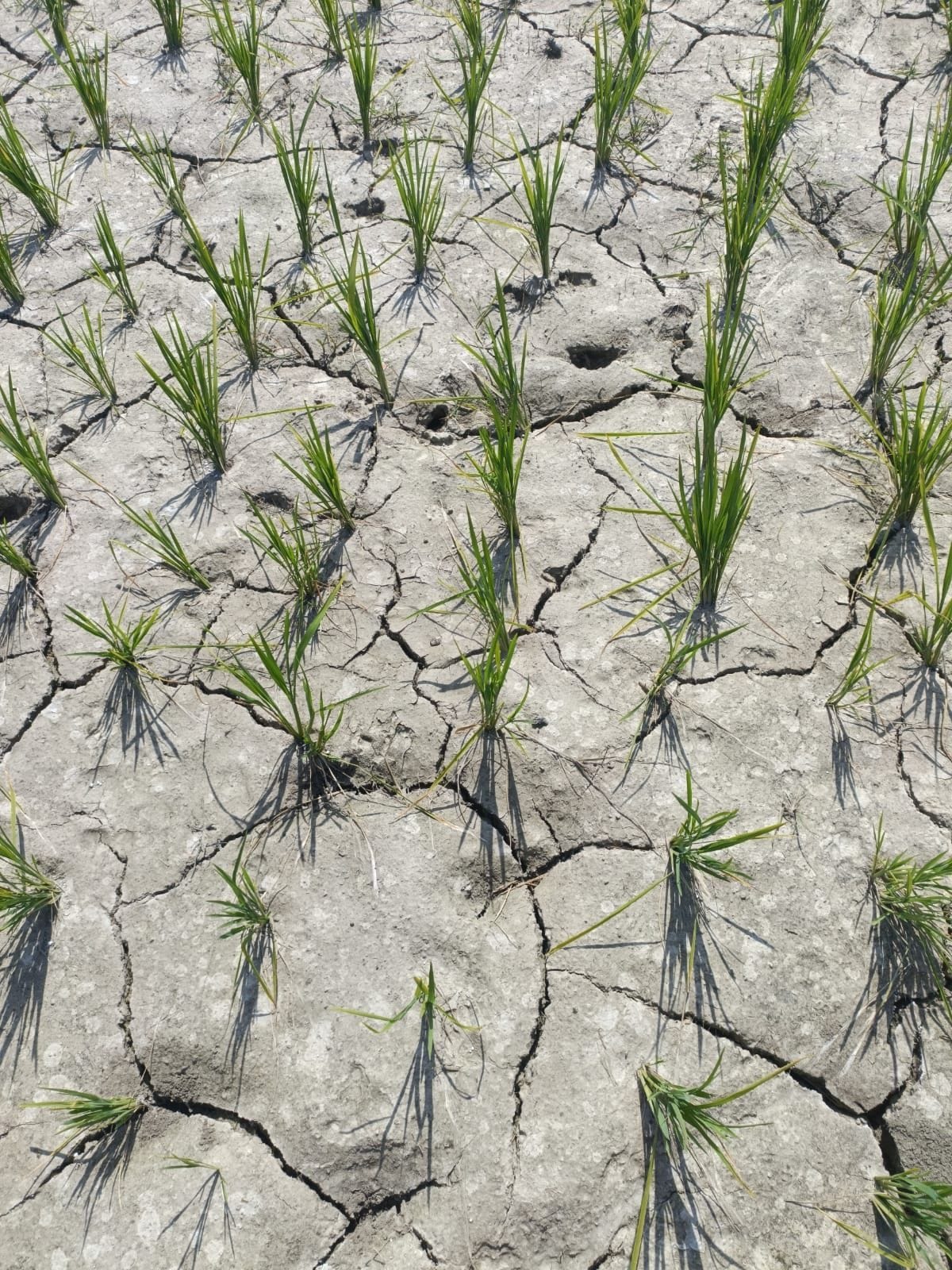 dry crop