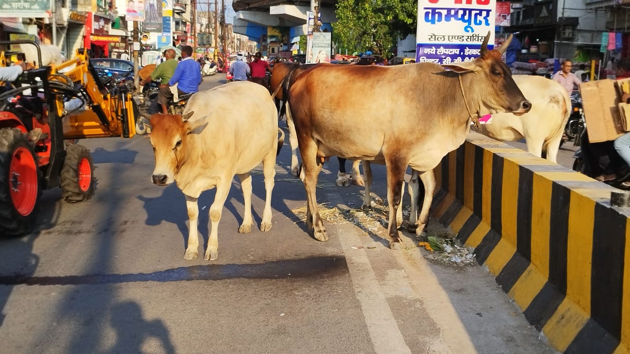 cattle was harm of crop