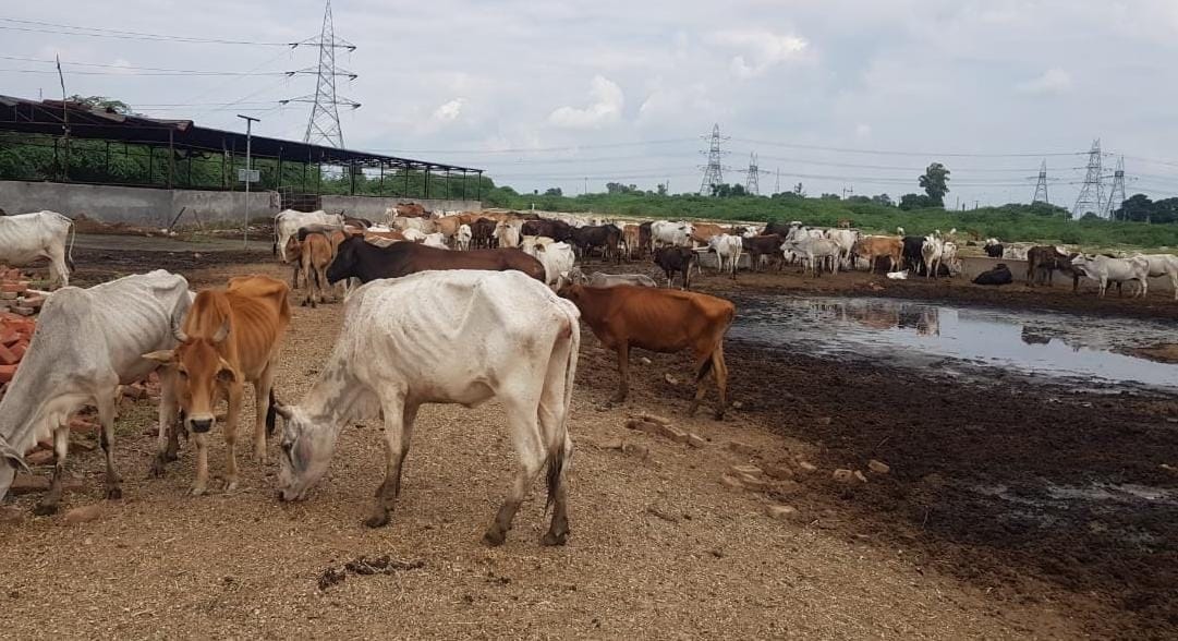 The straw ends in the cowshed, the cows have the support of green fodder