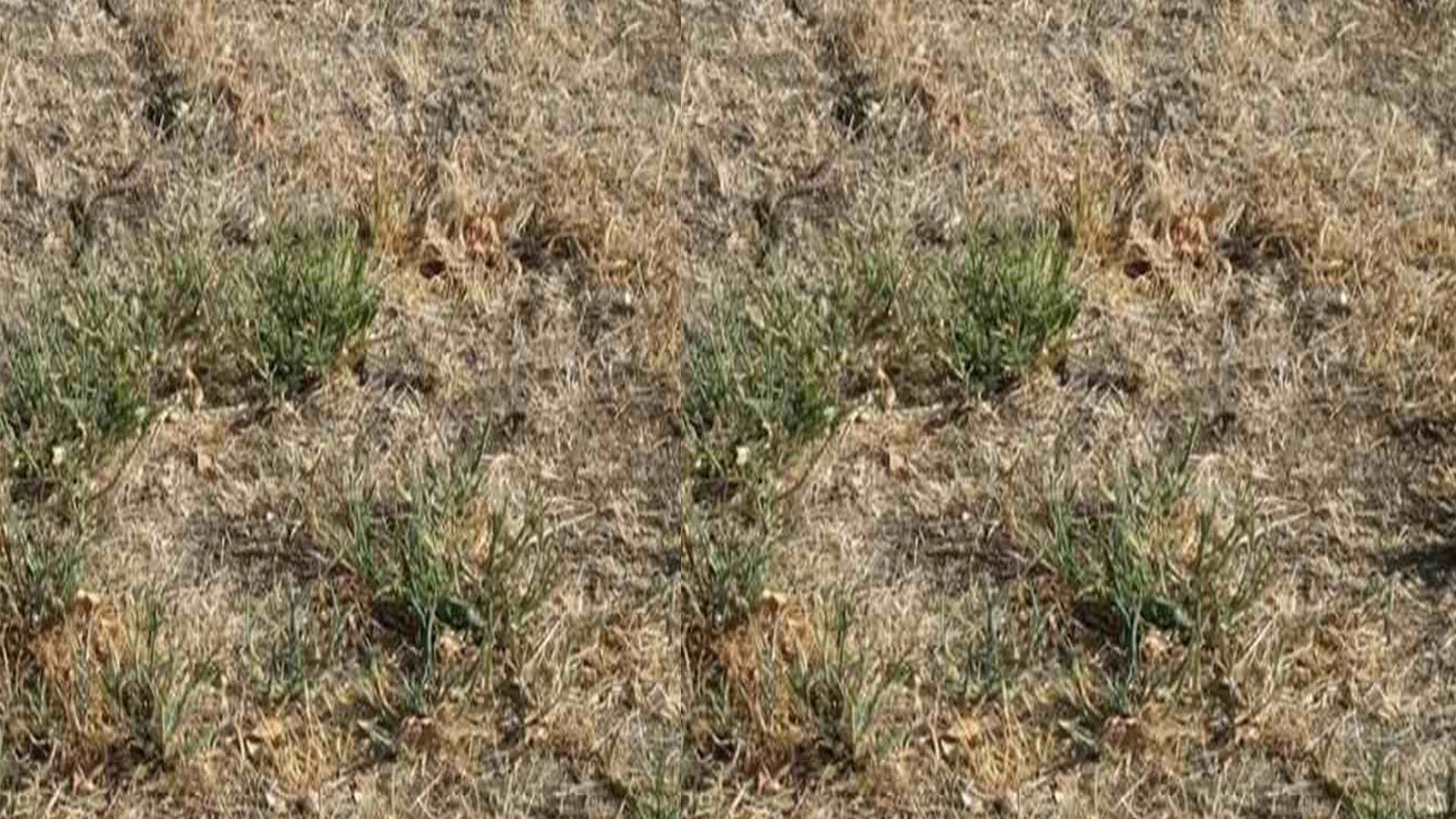 Optical Illusion Images Test Your Brain Find Out a Hidden Snake in pics