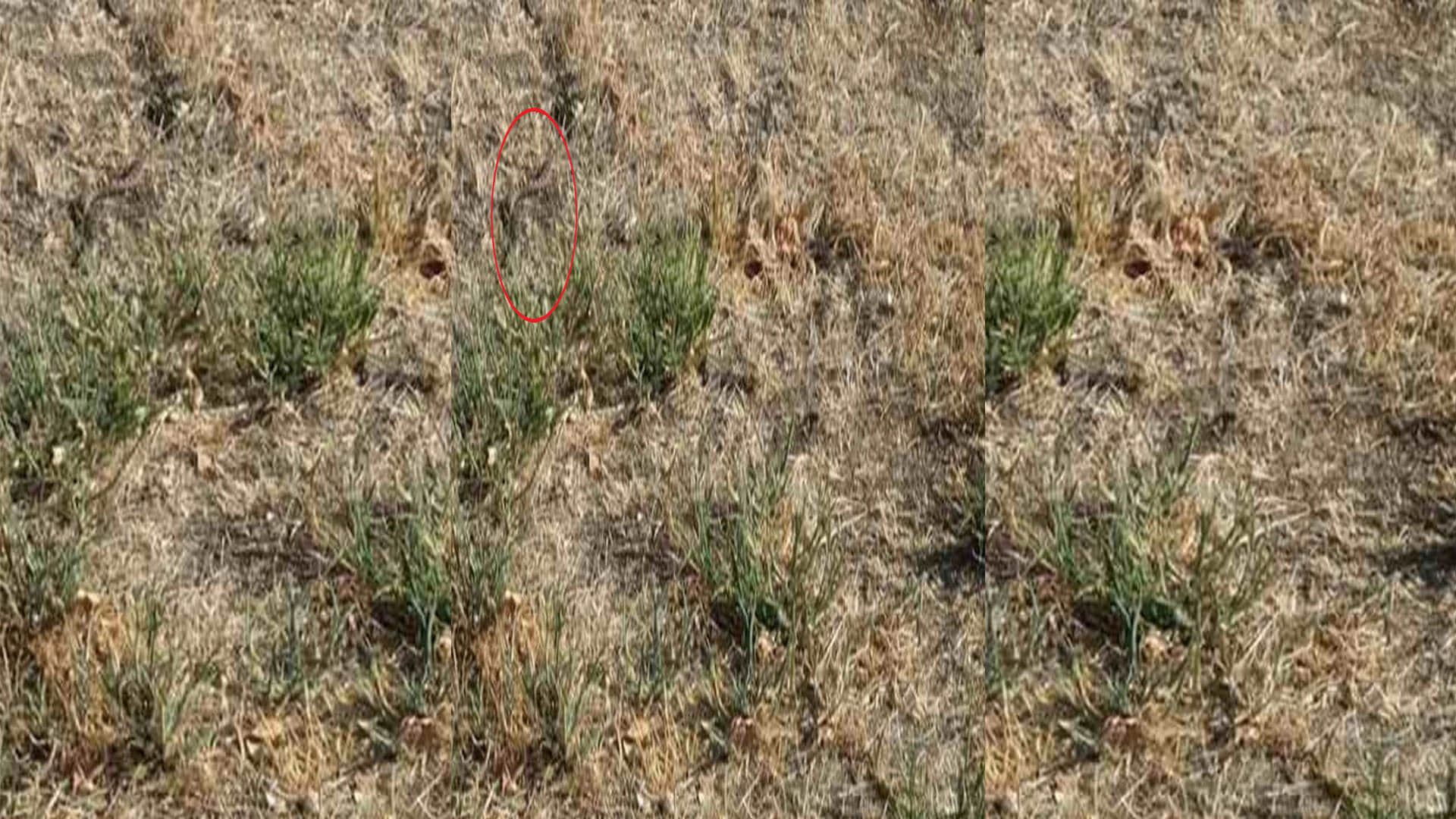 Optical Illusion Images Test Your Brain Find Out a Hidden Snake in pics