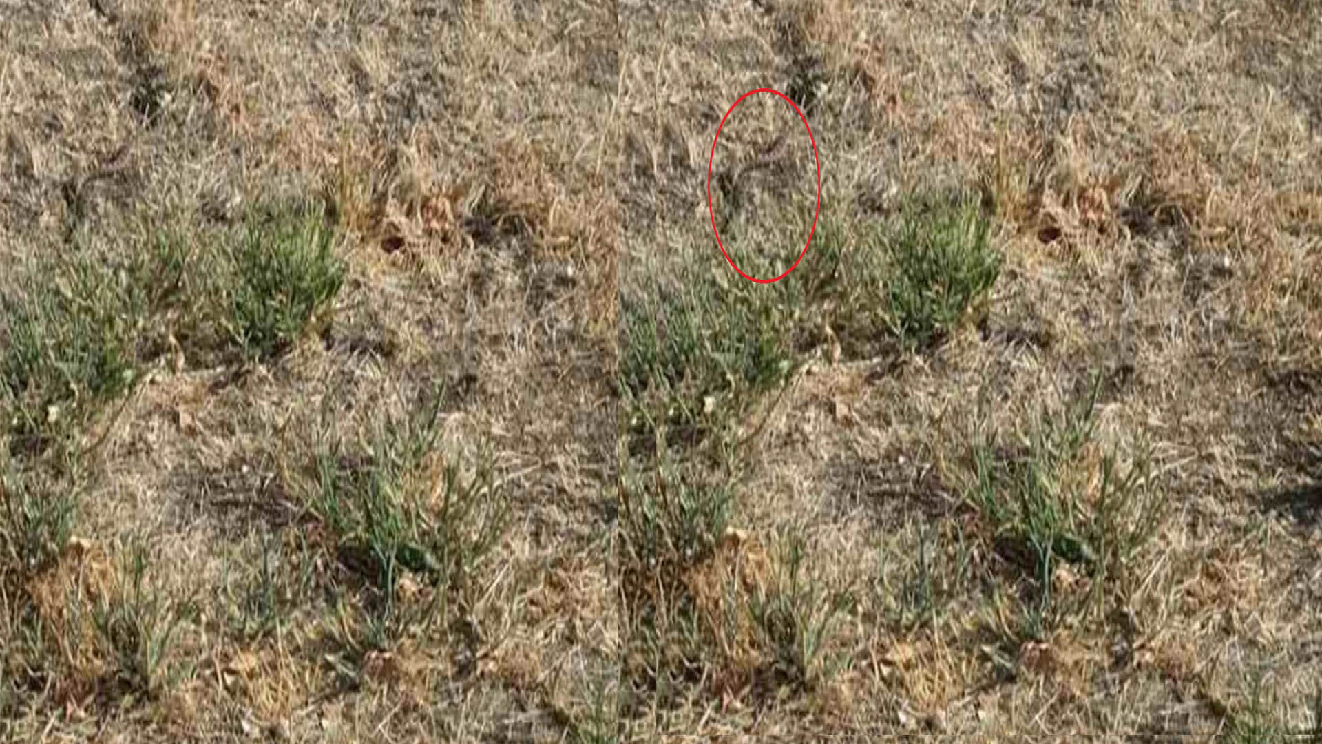 Optical Illusion Images Test Your Brain Find Out a Hidden Snake in pics