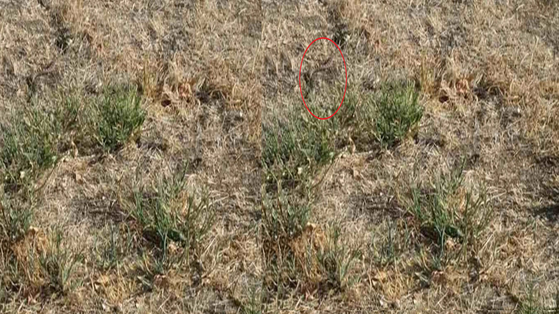 Optical Illusion Images Test Your Brain Find Out a Hidden Snake in pics