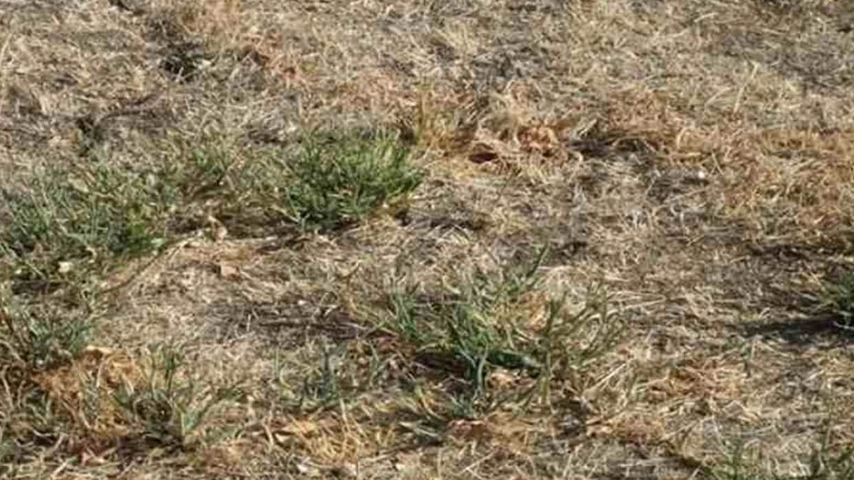 Optical Illusion Images Test Your Brain Find Out a Hidden Snake in pics