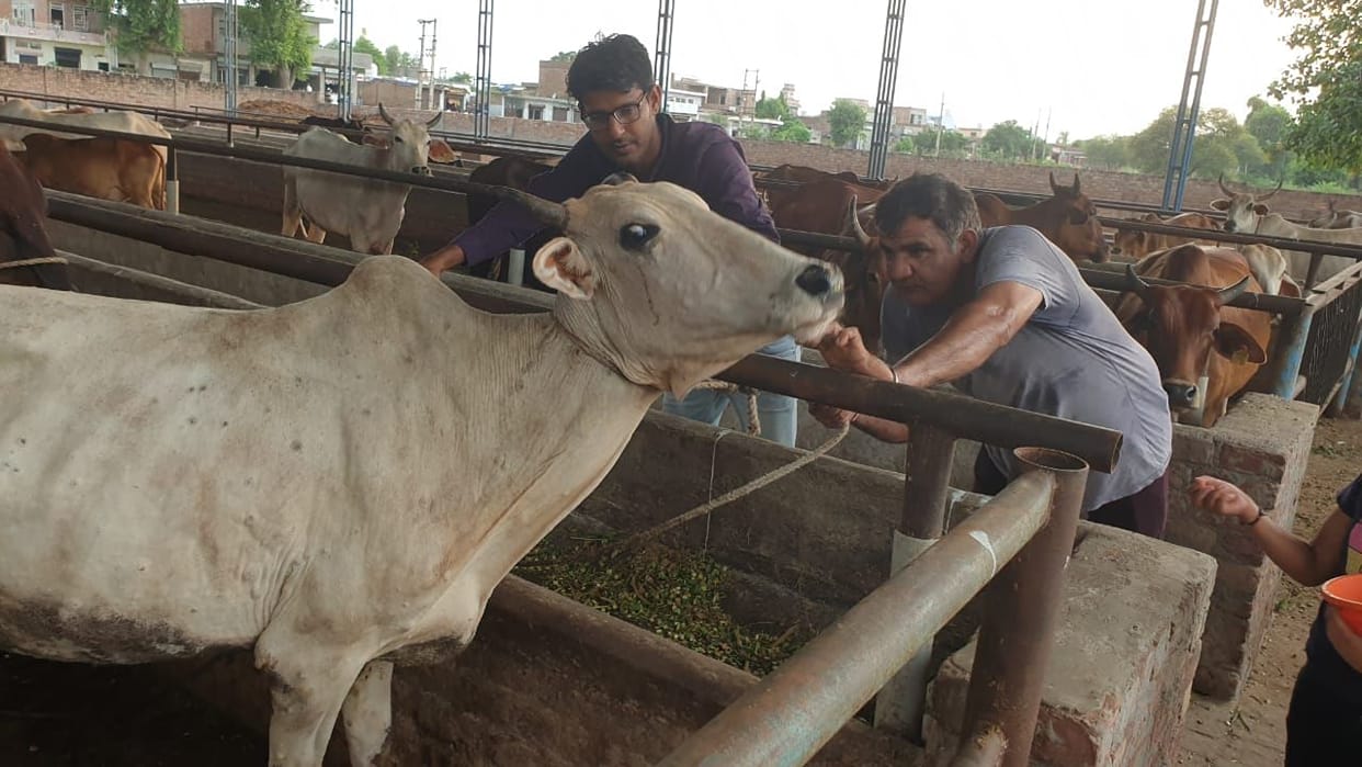 Four infected cows died, 149 new sick were found