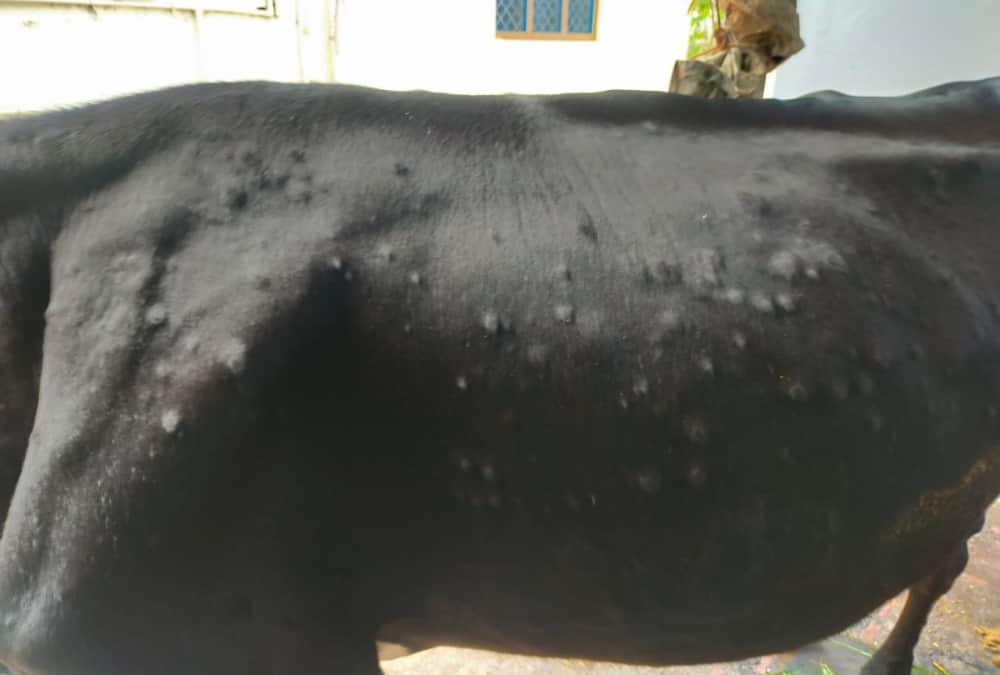 Lumpy Virus attack in dehradun many cows infected