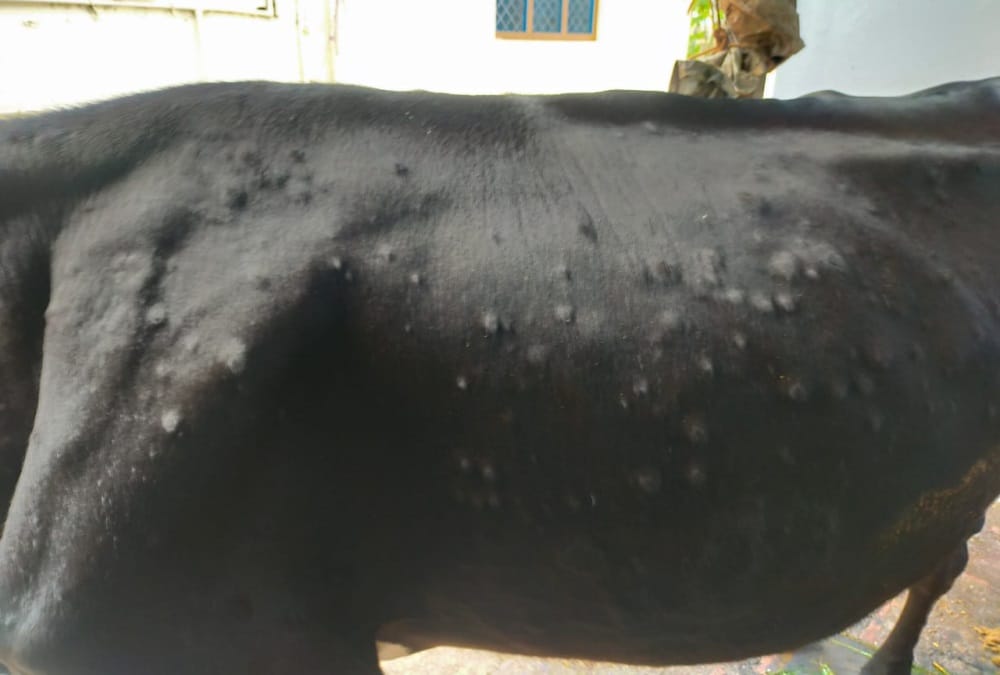 Lumpy Virus: Alert in Uttarakhand Kumaon region Udham Singh Nagar  and UP border sealed for animals