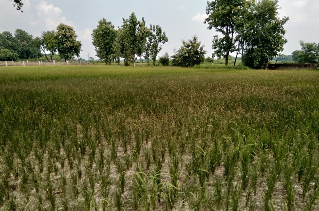 Drought-like situation in Deahi Deoria scorching crop