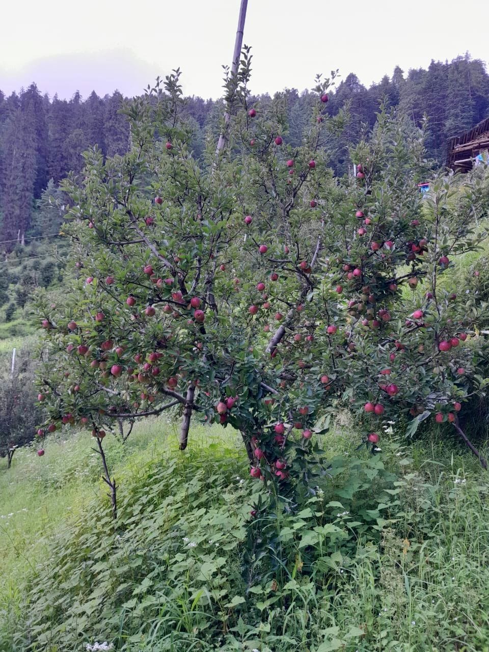 37 roads closed due to landslide, apple deteriorating