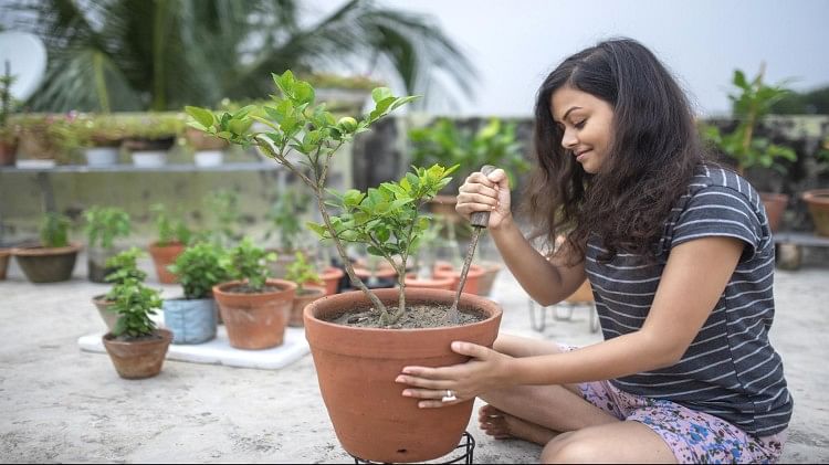 Trending News: Researchers claim: The risk of cancer will reduce by doing gardening, mental health will remain healthy