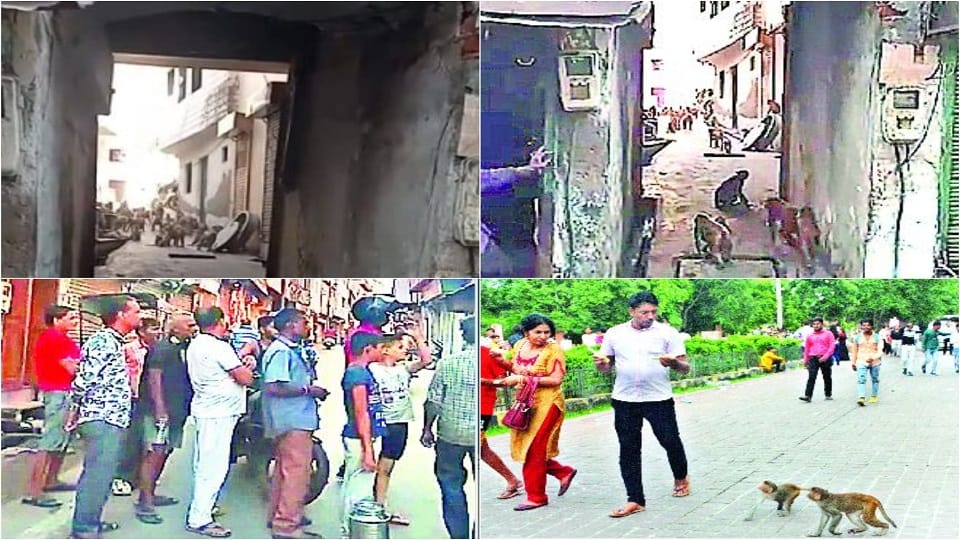 More than 250 monkeys occupied street in Kalamahal Agra News
