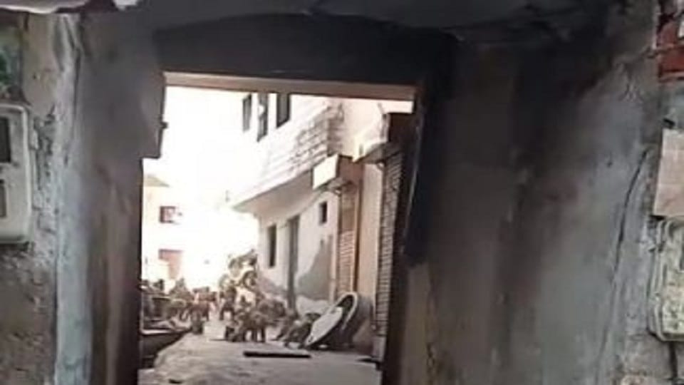 More than 250 monkeys occupied street in Kalamahal Agra News