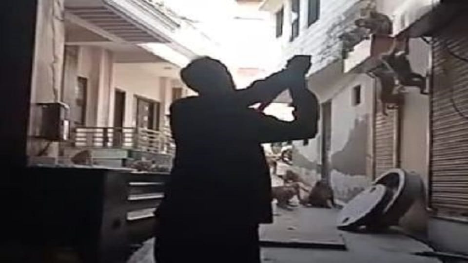 More than 250 monkeys occupied street in Kalamahal Agra News