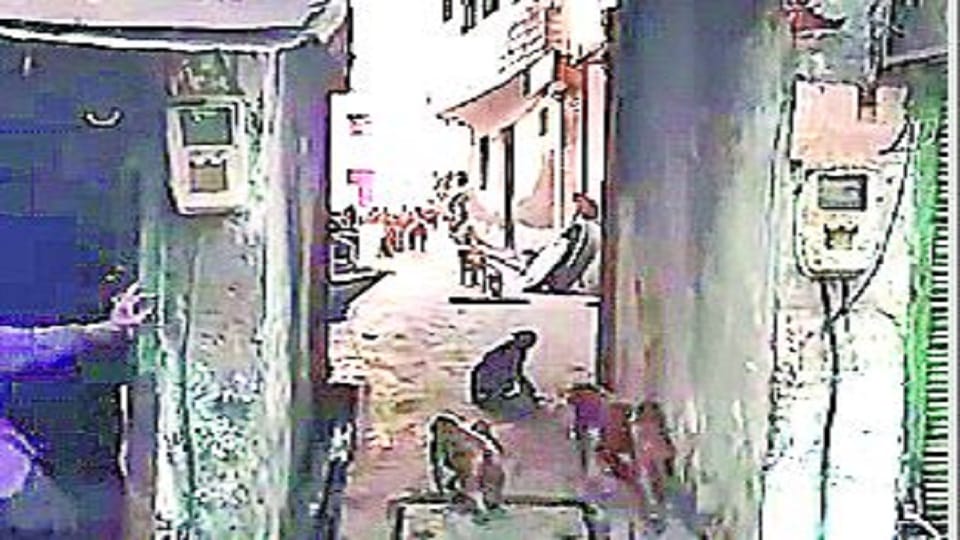 More than 250 monkeys occupied street in Kalamahal Agra News