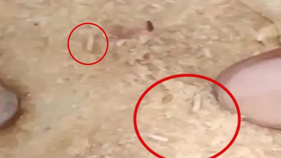Madhya Pradesh: In Morena, caterpillars came out in the rotis of mid-day meal, the DEO said about the action