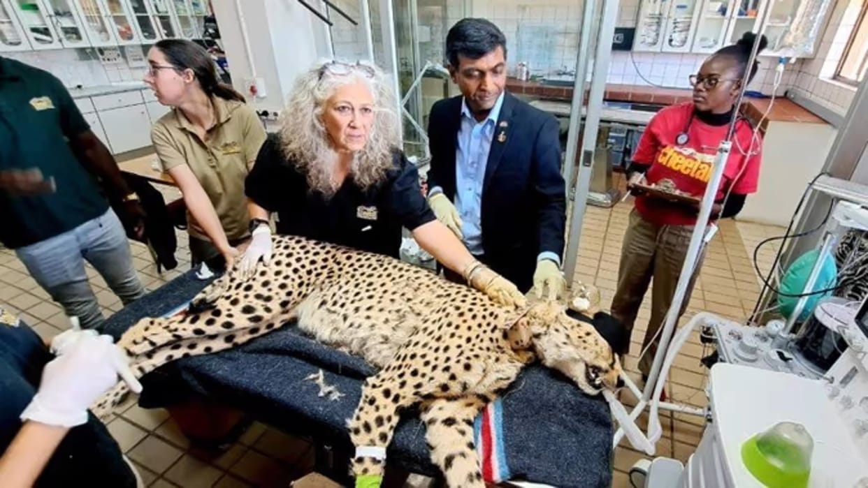 MP News: India refuses to accept Namibia's pet cheetah, says it is not worth hunting