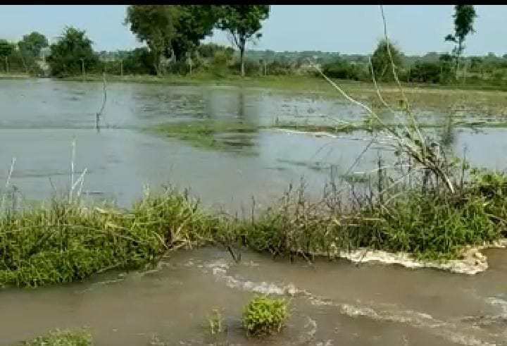 river,chambal,etawah,etawah news,up news