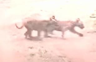 panic after seeeing leopard